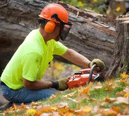 tree services Santa Clara Pueblo